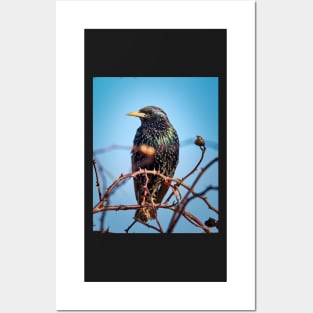 Common starling Posters and Art